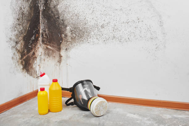 Best Attic Mold Removal  in Prceton, IN