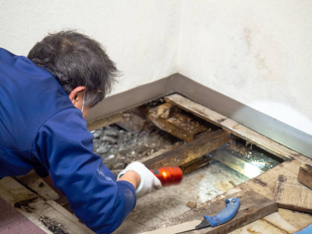Best Local Mold Removal Service  in Prceton, IN