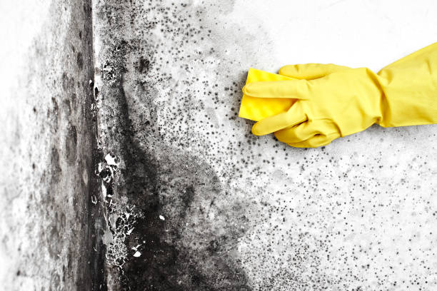 Best Toxic Mold Removal  in Prceton, IN