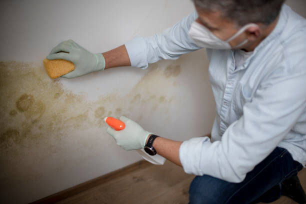 Best Black Mold Removal  in Prceton, IN