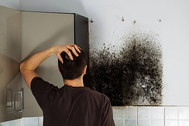 Professional Mold Removal in Princeton, IN