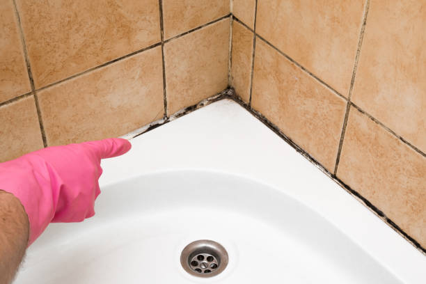 Best Commercial Mold Removal  in Prceton, IN